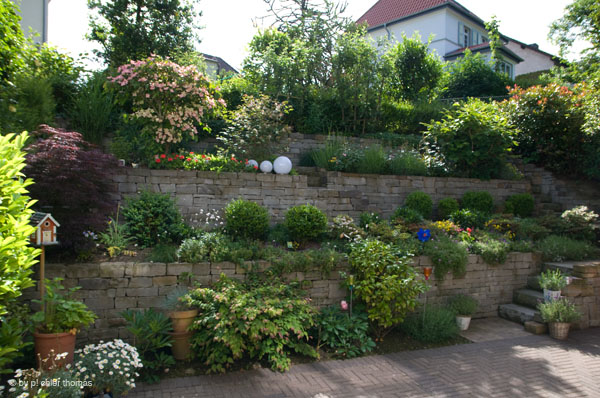 Ansicht von einer von Schröer Garten- und Landschaftsbau gepflegten Mauer mit Pflanzen